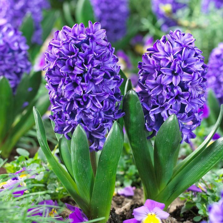 Actual product image Plant in a Box Hyacinthus Blue Trophy - set of 15 hyacinth bulbs (30 cm)