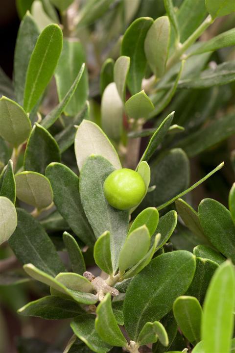 Produktbild Olivenbaum (50 cm)