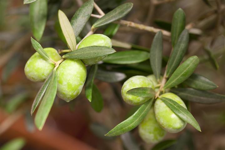 Produktbild Olivenbaum (50 cm)