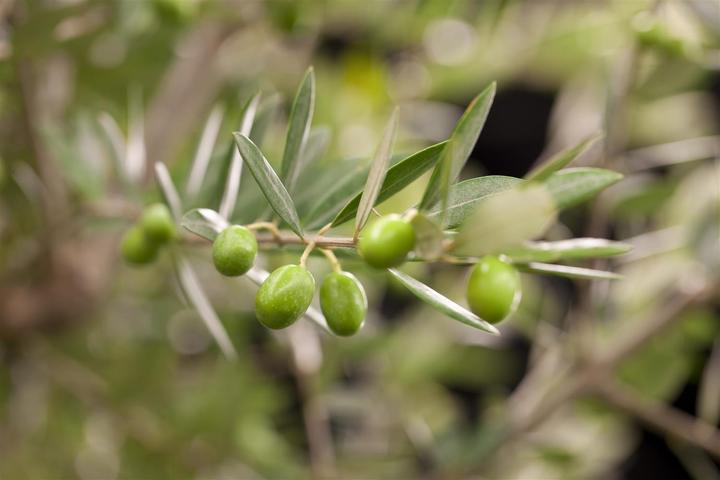 Produktbild Olivenbaum (50 cm)
