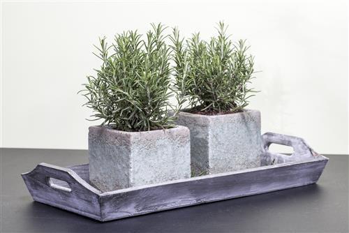 Actual product image rosemary