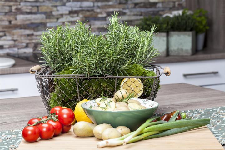Image du produit Romarin de jardin en forme de tapis