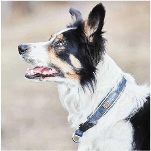 Produktbild Non-Stop Dogwear Cruise Collar Orange XXS (XXS, Hund, Spazieren)