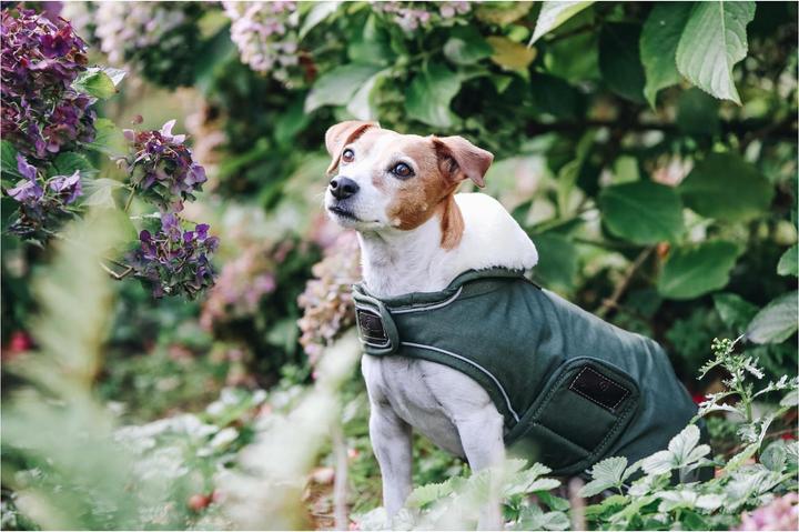 Produktbild Kentucky Dogwear Hundemantel wasserdicht 300g (XS, Hundemantel)