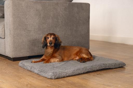Image du produit Beeztees Ito (Chien)