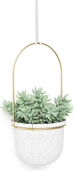 Image du produit Umbra Triflora (18 cm)