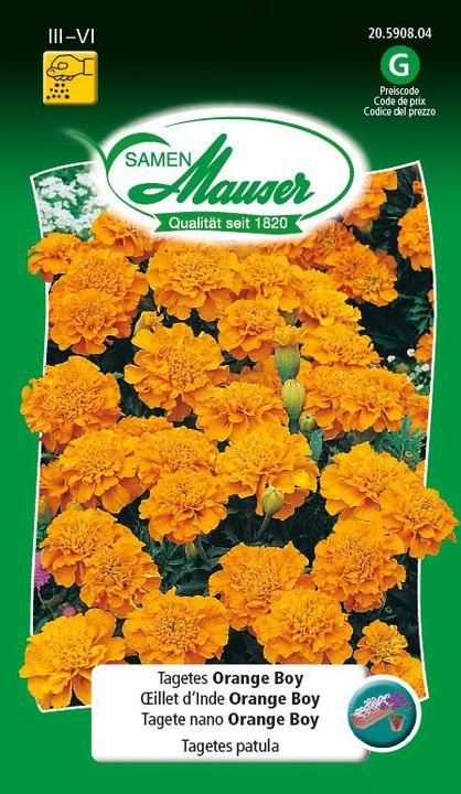 Samen Mauser Tagets Orange Boy (Pflanzensamen)