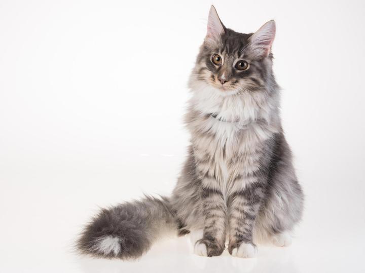 Image du produit PetTracer Dispositif de suivi GPS pour chats (Chat, Général)