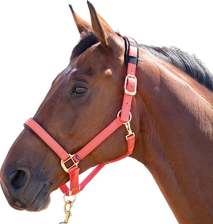 Immagine prodotto Shires Cavezza per cavalli in nylon Topazio