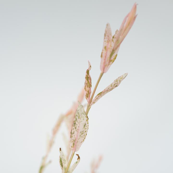 Actual product image Plant in a Box Salix integra 'Flamingo' - Set of 4 Loosestrife (60 cm)