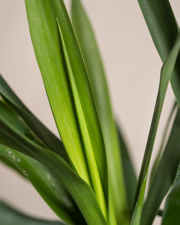 Image du produit feey Yucca (70 cm, Fraîchement rempotés)
