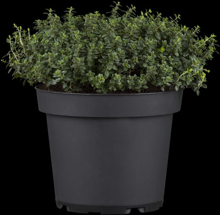 Thym citron