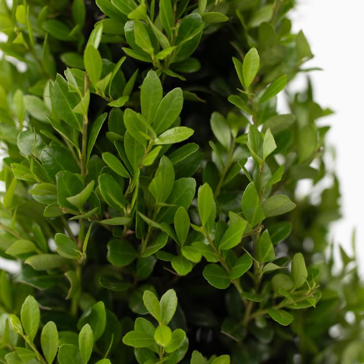 Actual product image Plant in a Box Ilex crenata 'Jenny' - Japanese holly (30 cm)