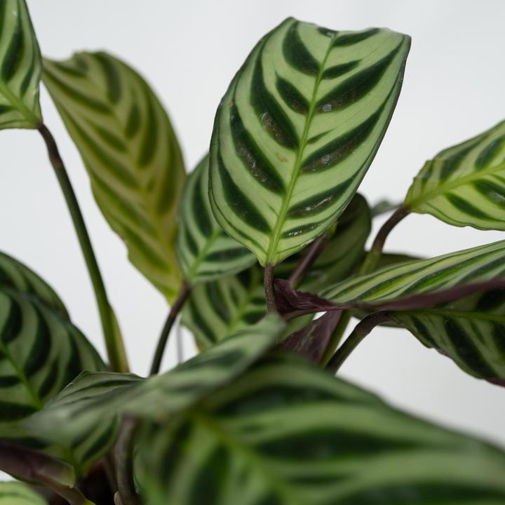 Image du produit Plant in a Box Ctenanthe Amagris - Plante à bandes (20 cm)