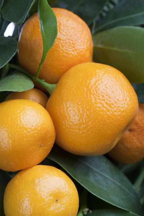 Actual product image Calamondin (65 cm)