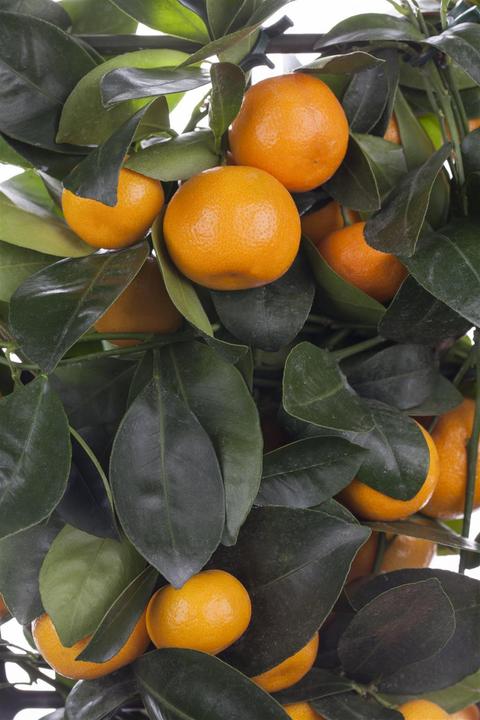 Actual product image Calamondin (65 cm)