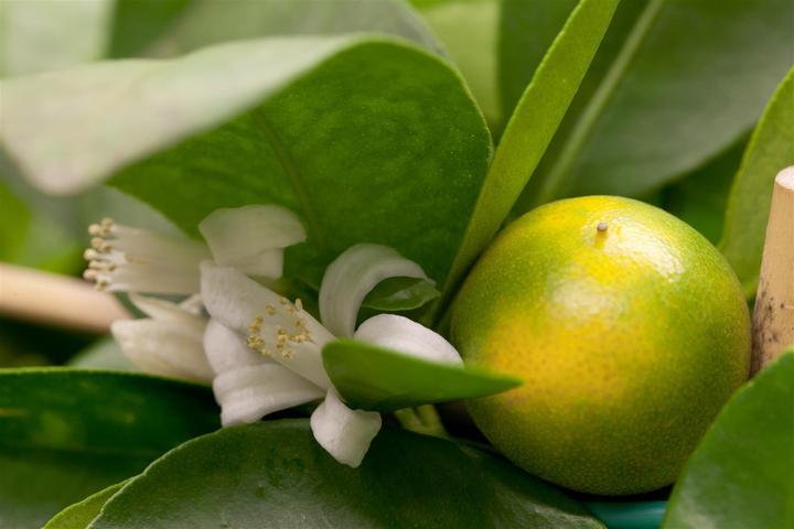 Actual product image Calamondin (65 cm)