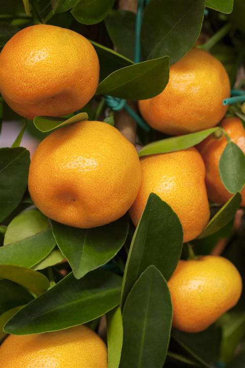 Actual product image Calamondin (65 cm)