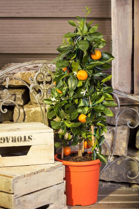 Actual product image Calamondin (65 cm)