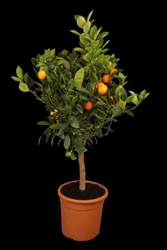 Actual product image Calamondin (65 cm)