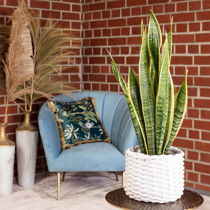 Actual product image Flowerbox Bow hemp - Sansevieria trifasciata Laurentii (45 cm)