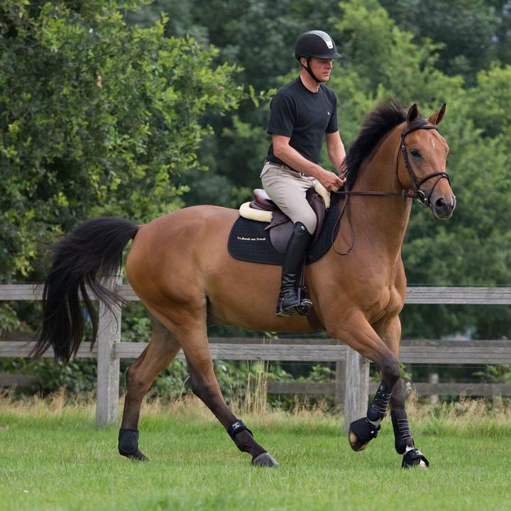 Actual product image Back on Track Front work boots gaiters on Track royal
