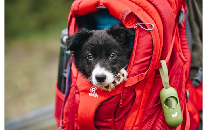 Actual product image Kurgo G-Train K9 (Dog, Safety closure)