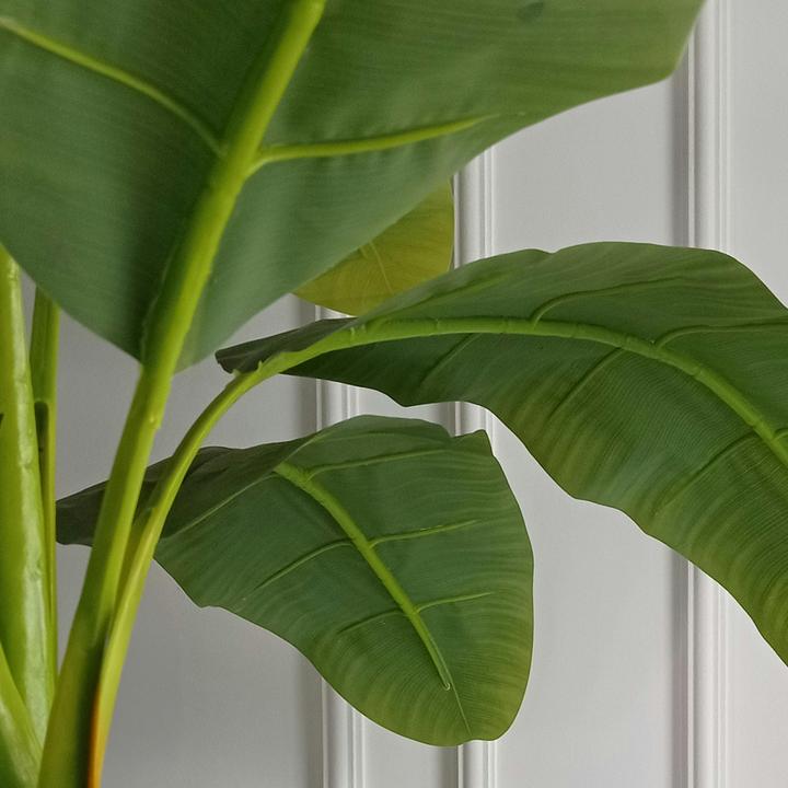 Produktbild Plant in a Box Musa Basjoo - 2er-Set Bananenpflanzen (55 cm)