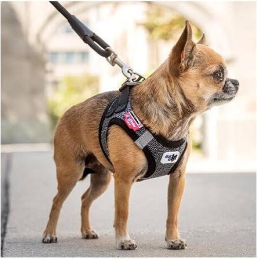 Actual product image Curli Dog leash Stretch Comfort ø 10 mm / 1.8 m, Moss (L, Dog, General)
