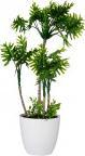 Produktbild Ibergarden Topf hoch Pflanze 4 grüne Palmen (54 cm)