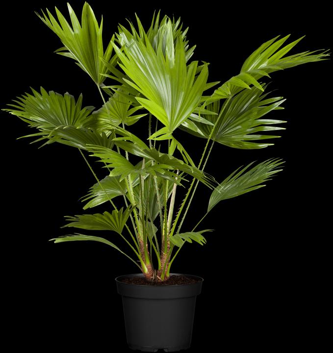 Dwarf palm (85 cm)