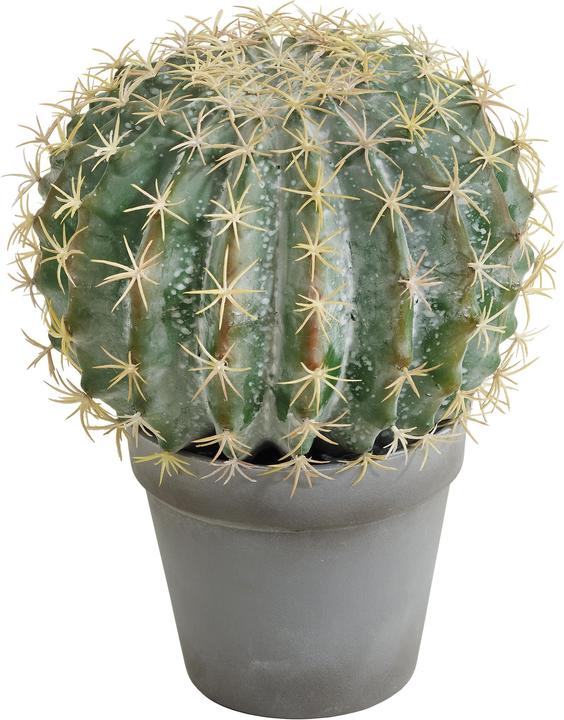 Produktbild Botanic-Haus Kugelkaktus (25 cm)