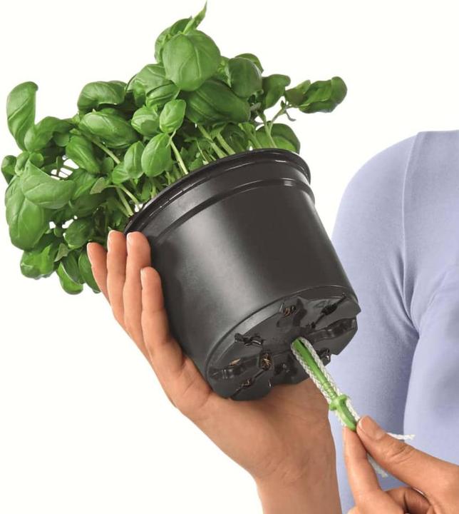 Actual product image Lechuza Green Wall Home Kit (15 cm)