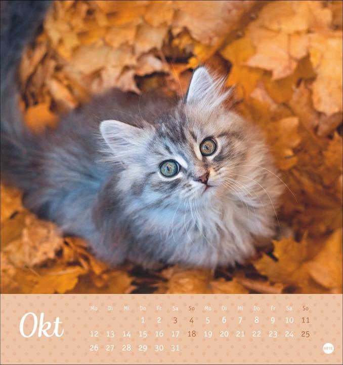 Produktbild Katzen Postkartenkalender Kleine Tiger 2026 (16 x 17 cm, Harter Einband, Deutsch)