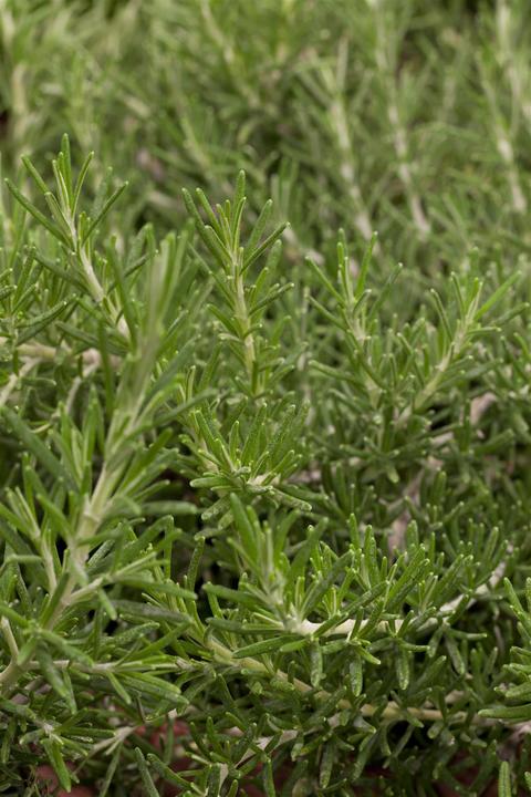 Image du produit Romarin de jardin en forme de tapis
