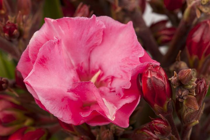 Actual product image Oleander pink (70 cm)