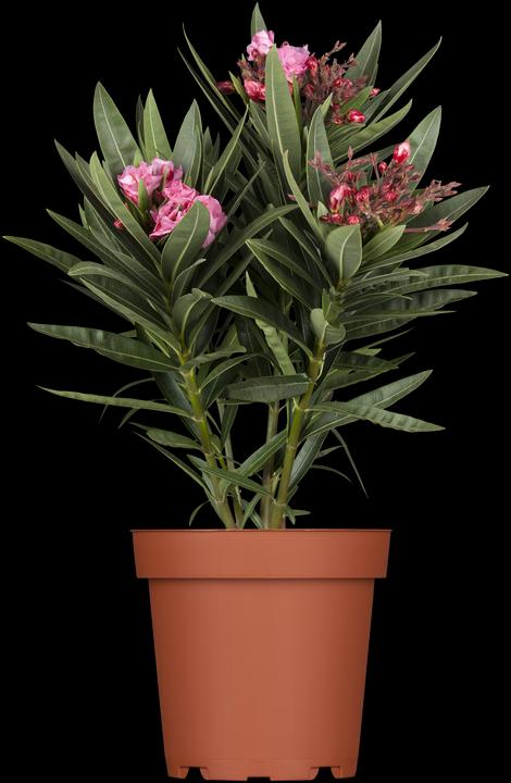 Actual product image Oleander pink (70 cm)