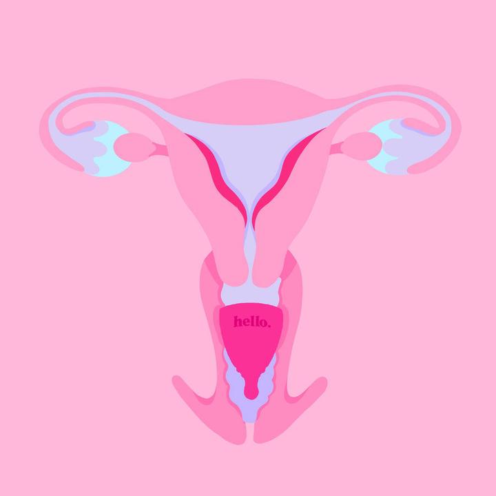 Immagine prodotto Hello. Average Cervix (S)