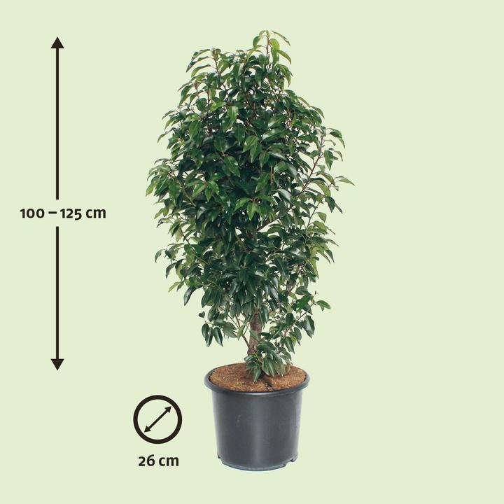 Produktbild Zulauf Portugiesischer Kirschlorbeer / Prunus lusitanica Angustifolia' (125 cm)
