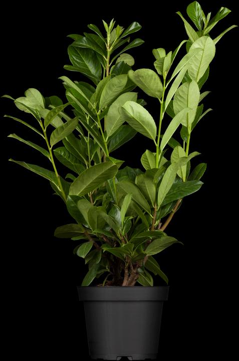 Actual product image Laurel cherry Rotundifolia set of 6 (70 cm)