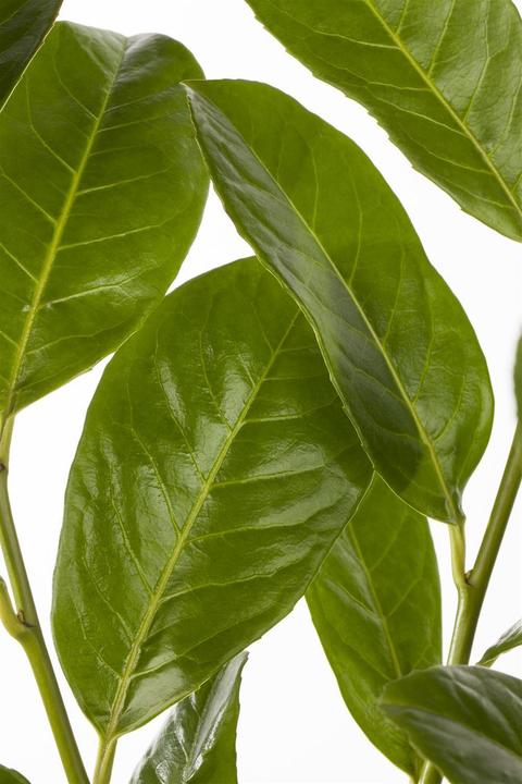 Actual product image Laurel cherry Rotundifolia set of 6 (70 cm)