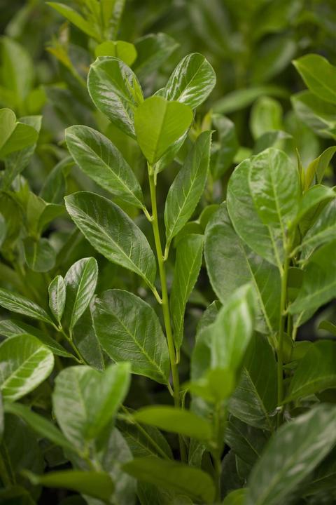 Actual product image Laurel cherry Rotundifolia set of 6 (70 cm)
