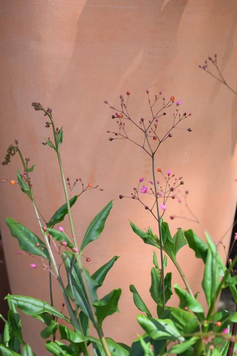Produktbild Säntispracht Erdginseng, die Blüten- und Fruchtschmuckpflanze -Talinum paniculatum 'Verde' (50 cm)