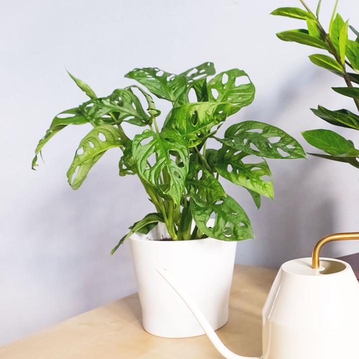 Produktbild VEG and the City Jaco (Schiefes Fensterblatt - Monstera adansonii 'Monkey Leaf') (20 cm)