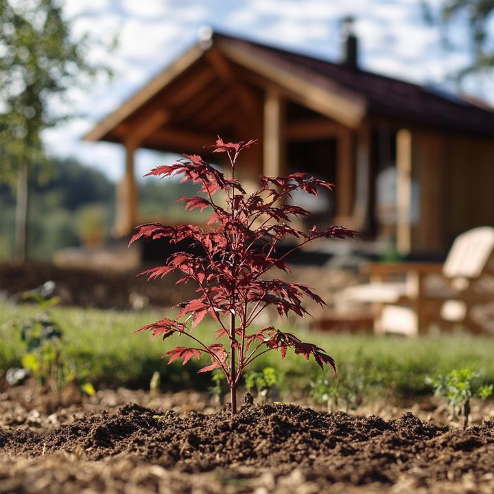 Produktbild Plant in a Box Acer palmatum 'Atropurpureum' - Japanischer Ahorn (35 cm)