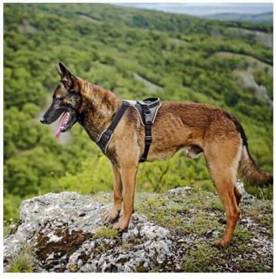 Actual product image Julius-K9 Idc Hondentuig Longwalk Zwart / Grijs (XL, Dog, General)