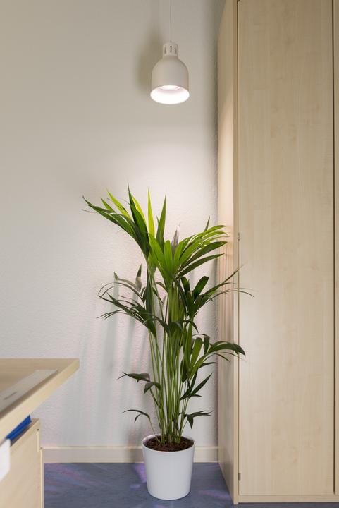 Productafbeelding Neogard Saga (LED, 230 V)
