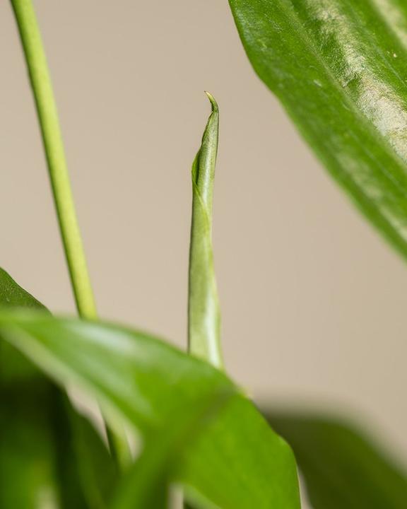 Actual product image feey Single leaf (35 cm, Freshly repotted)
