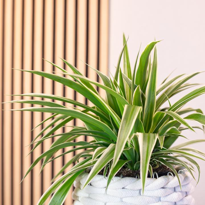 Produktbild Flowerbox Grünlilie "Ocean" - Chlorophytum Comosum (20 cm)