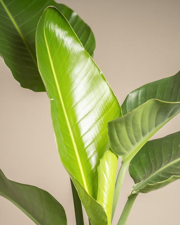 Actual product image feey Strelitzia XL (110 cm, Freshly repotted)